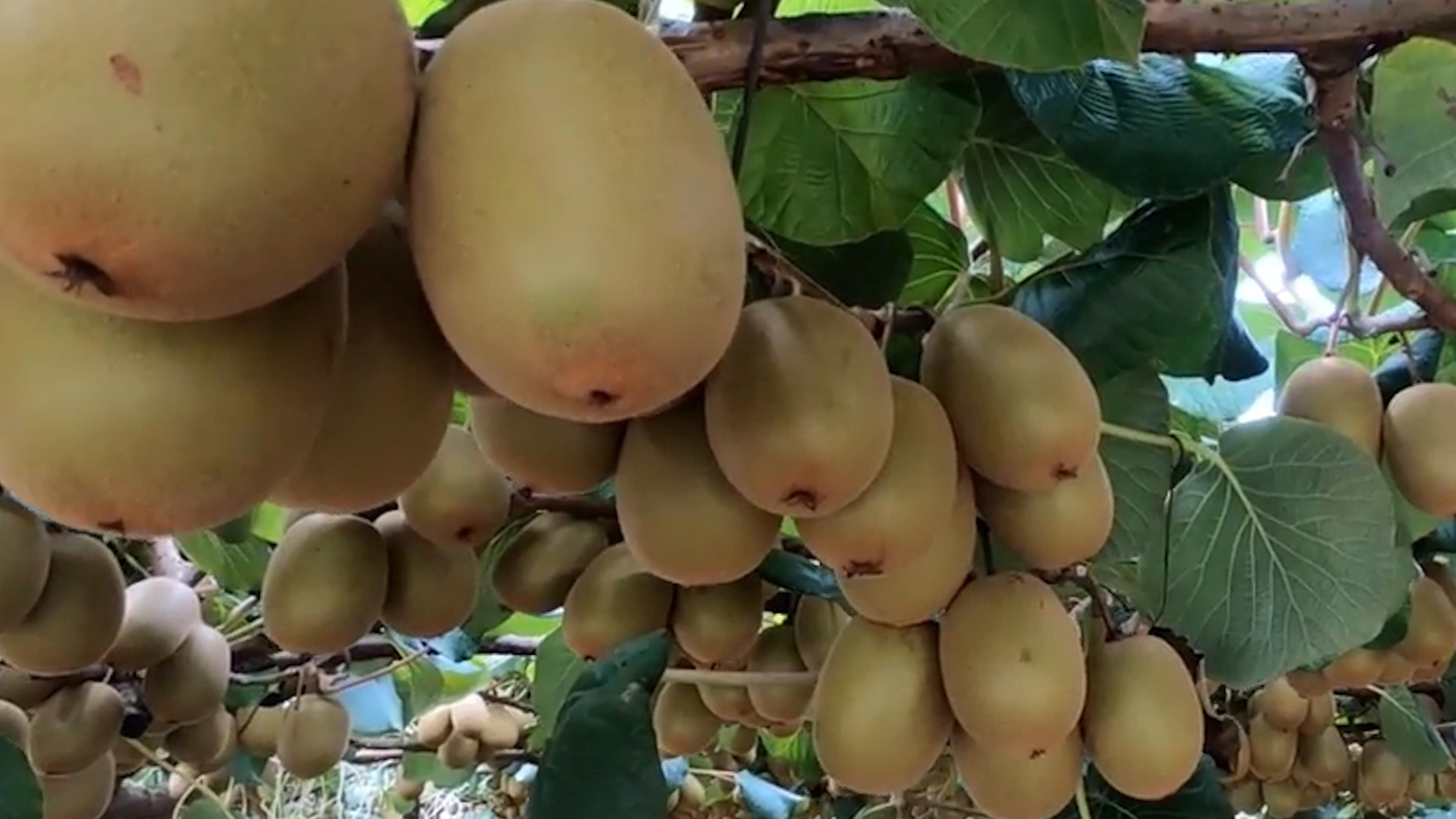 奇异王国猕猴桃,中国猕猴桃新西兰奇异果哪个好吃