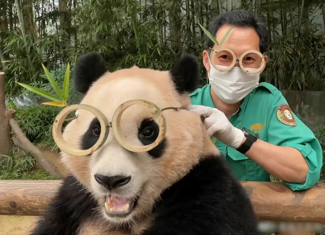 熊猫母女分开几年再次相见,熊猫母子分开后再次相见