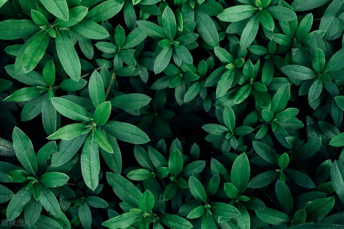 爸爸睡前故事之《树里世界重点站之一——树叶》