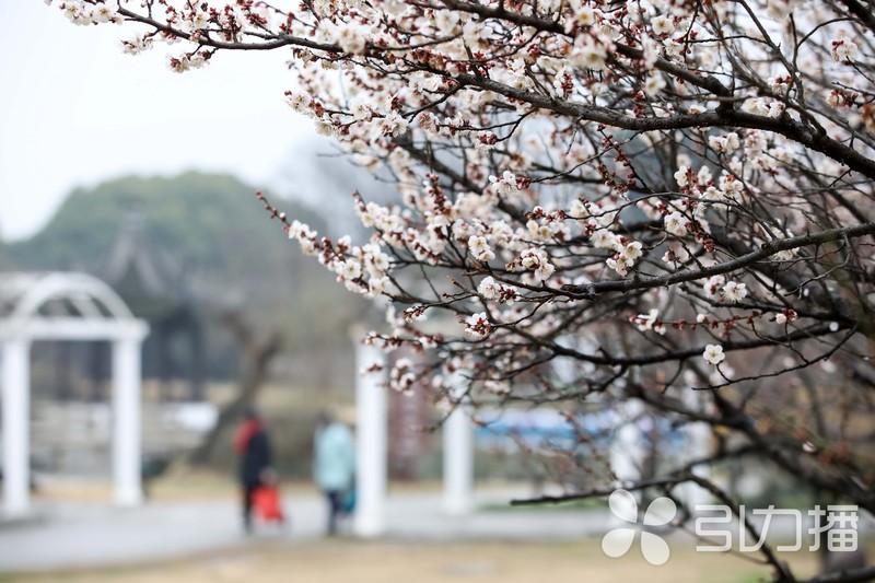 苏州人最钟情的赏梅圣地开花啦,中国赏梅好去处苏州赏梅花