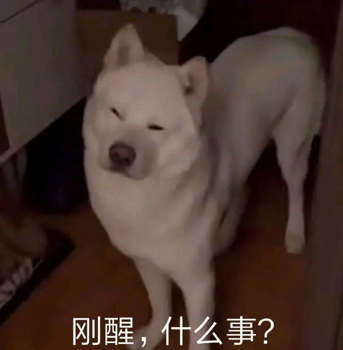千万别养两只柴犬,千万不要养的狗子