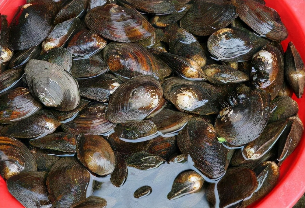 正在消失的六种河鲜,即将消失的10种河鲜