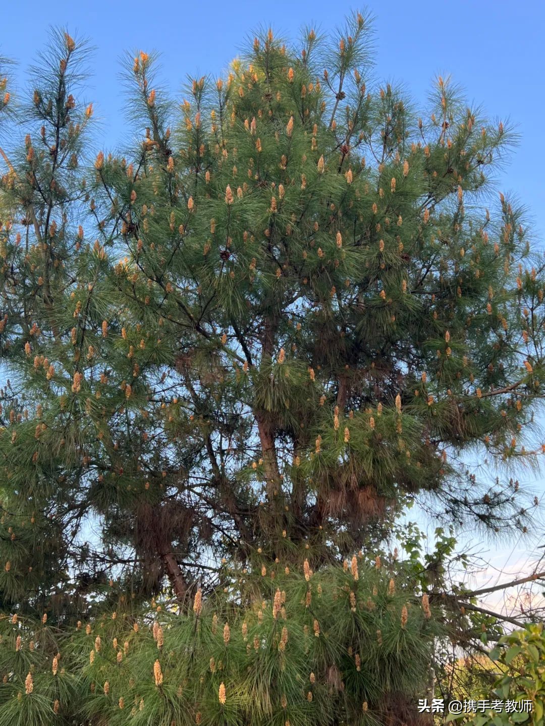 茂盛开花的马尾松,植物专栏蓝花草