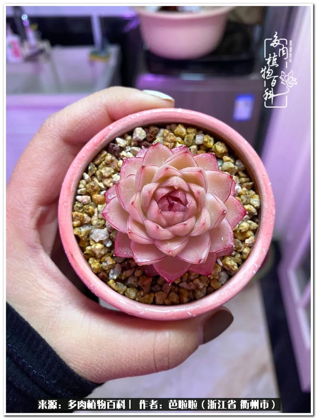 超级能治愈心情的多肉,治愈心灵的彩色植物