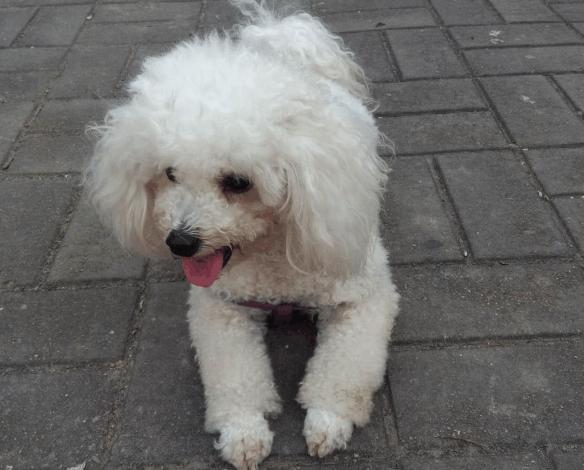 比熊犬一生中的5个阶段你知道吗,带你看看比熊犬