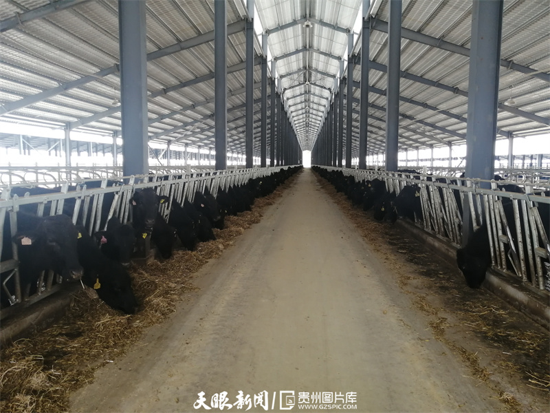 黄牛牛肉贵州,关岭黄牛有机牛肉