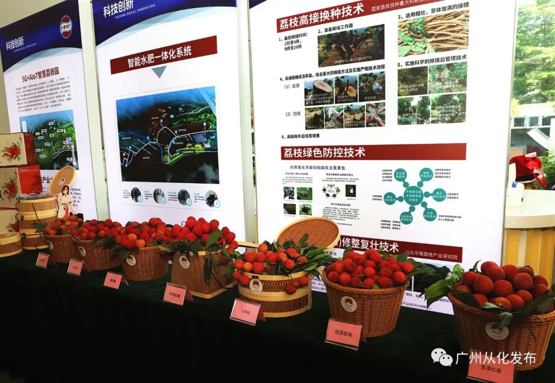 广州从化荔枝节,从化荔枝节什么时候开始举行