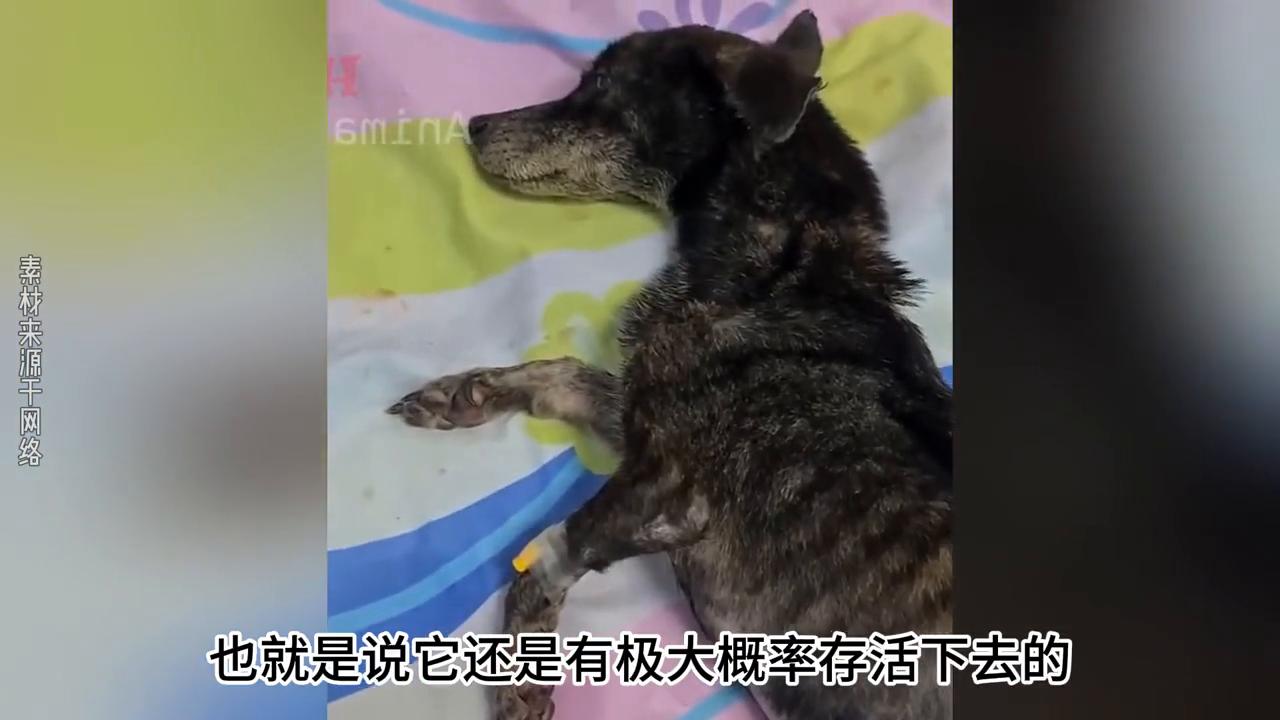 狗狗被主人打得死去活来,狗狗被主人打然后跳坑