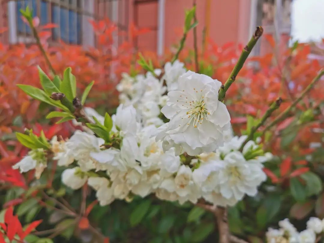 错过了一个秋天,错过了一个春秋