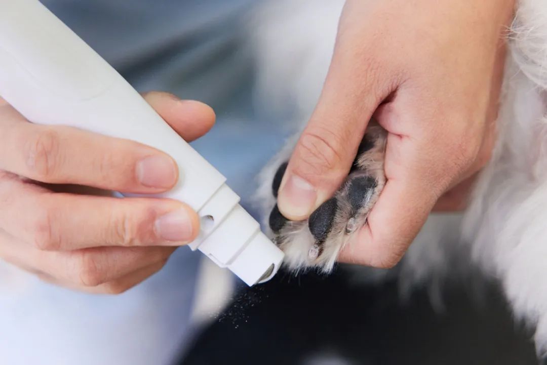 宠物美容行业还值得入行吗,宠物美容挣钱吗开宠物美容店