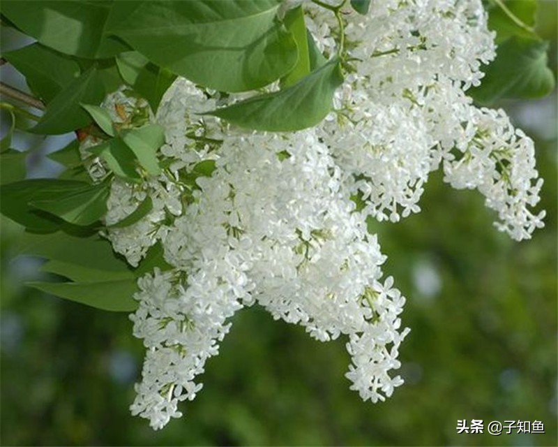 哪个星座容易产生依赖对象呢,越是冷落对你越依赖的五大星座