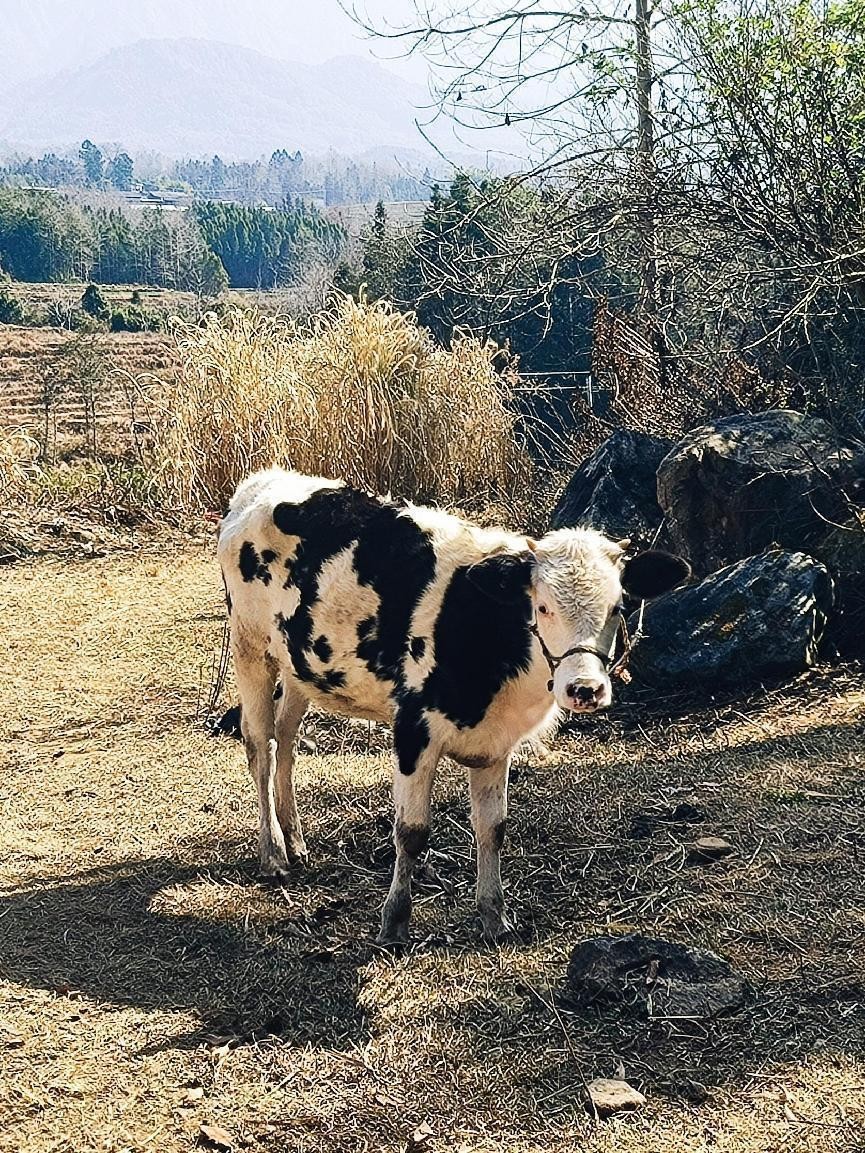 十一月云南旅游攻略腾冲 (从云南腾冲看云南旅游攻略)