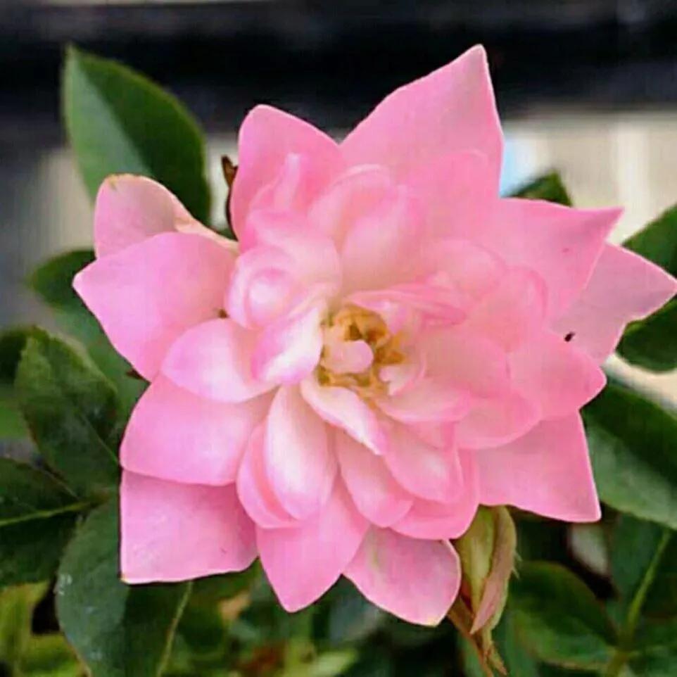 月季品种醉花,月季品种大全及图片欣赏