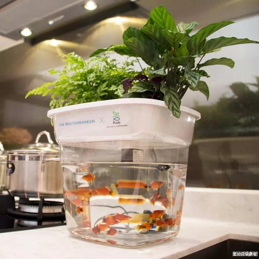 楼顶鱼菜共生,鱼菜共生权威解析