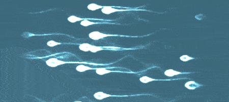 精子的生命力有多强大,精子的8大秘密