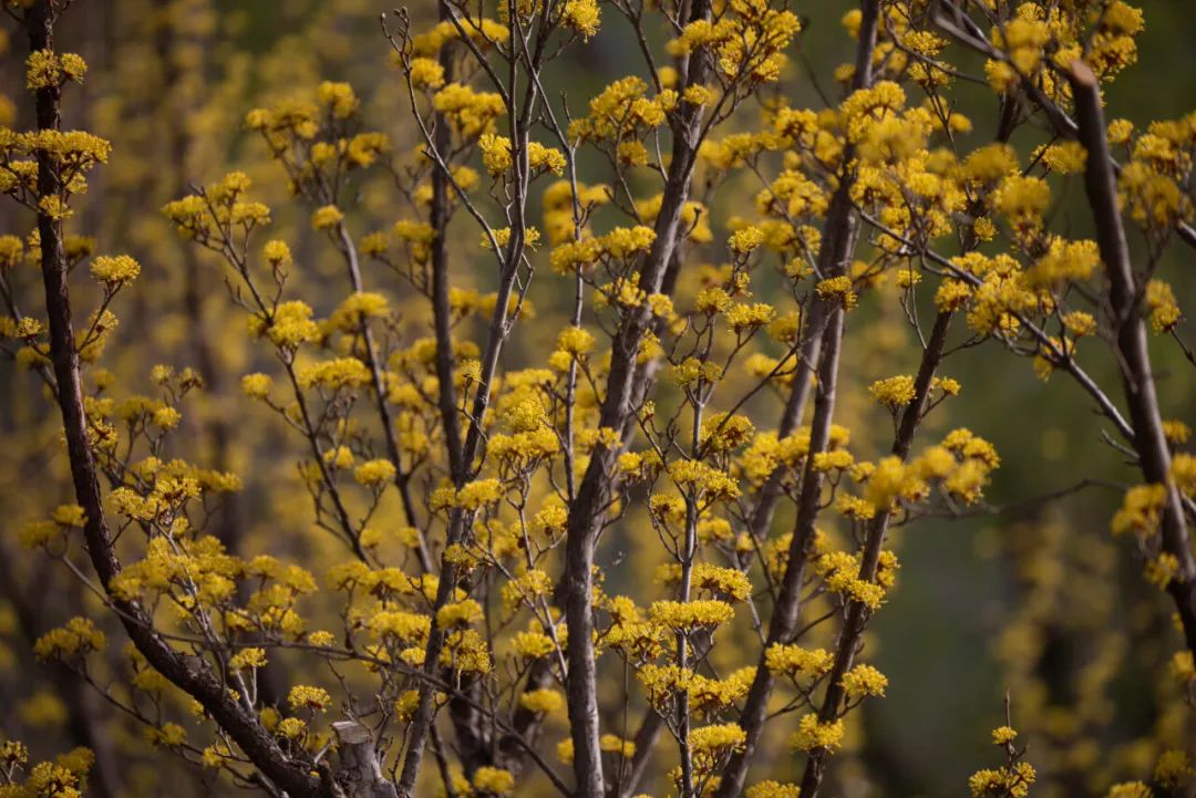 济南周边春天赏花全攻略,济南春日赏花攻略已送达