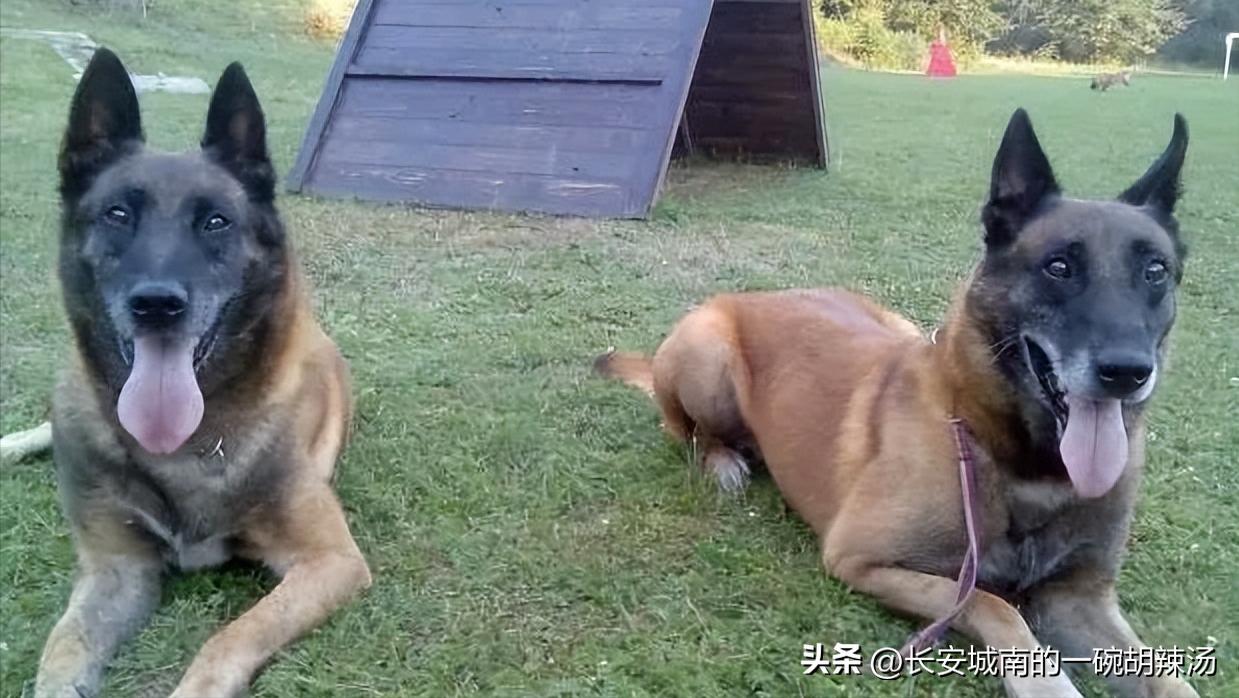 世界名犬大赛全程视频,世界名犬狗狗品种大全
