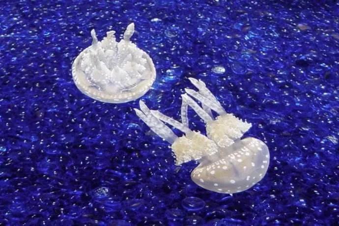 世界十大毒物动物,世界十大毒物排行榜的视频