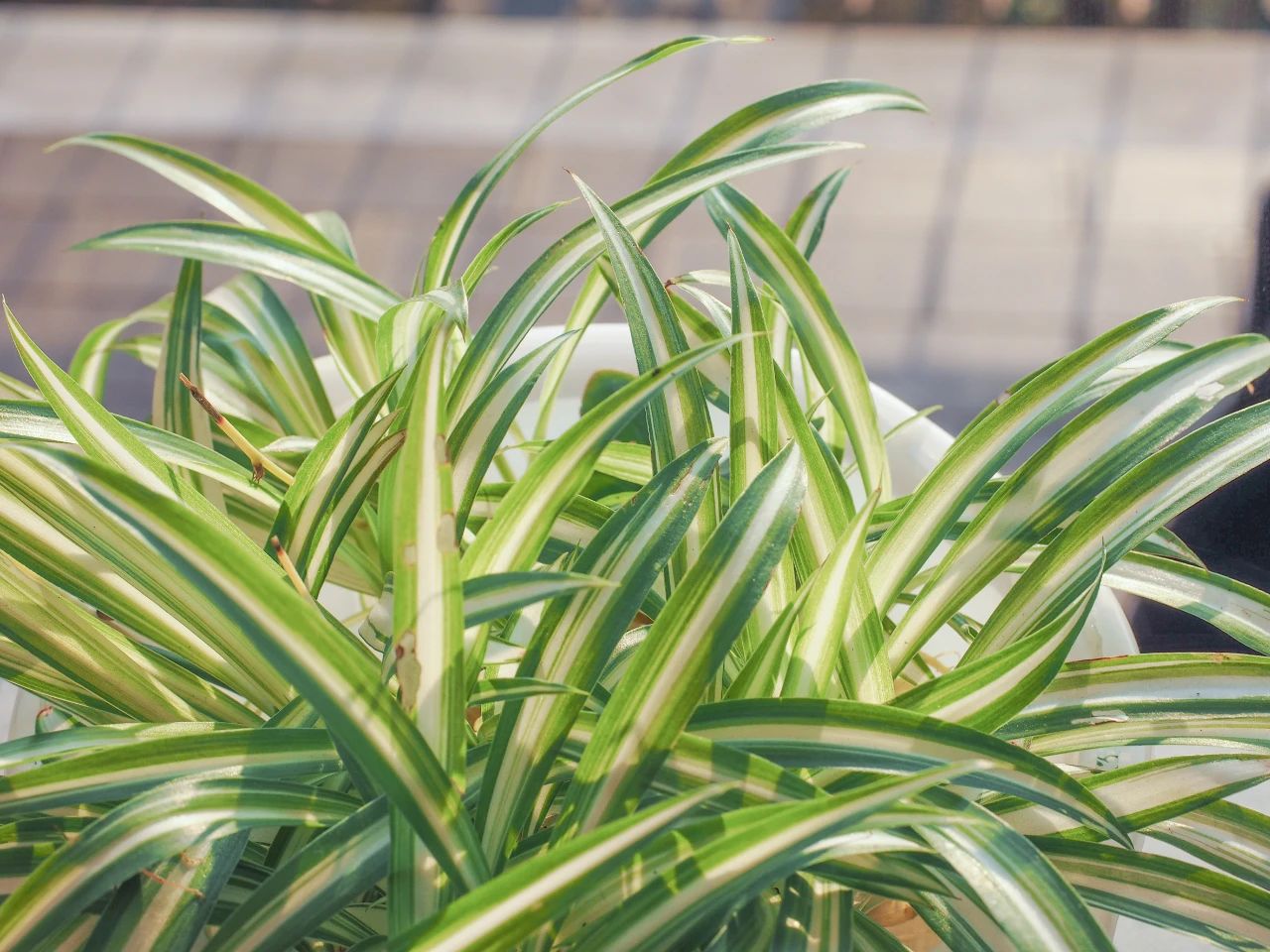 室内适合养的植物及寓意,适合家里养的植物寓意好又好养活