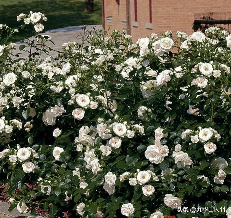 月季adr品种是什么意思,获得adr奖的月季品种