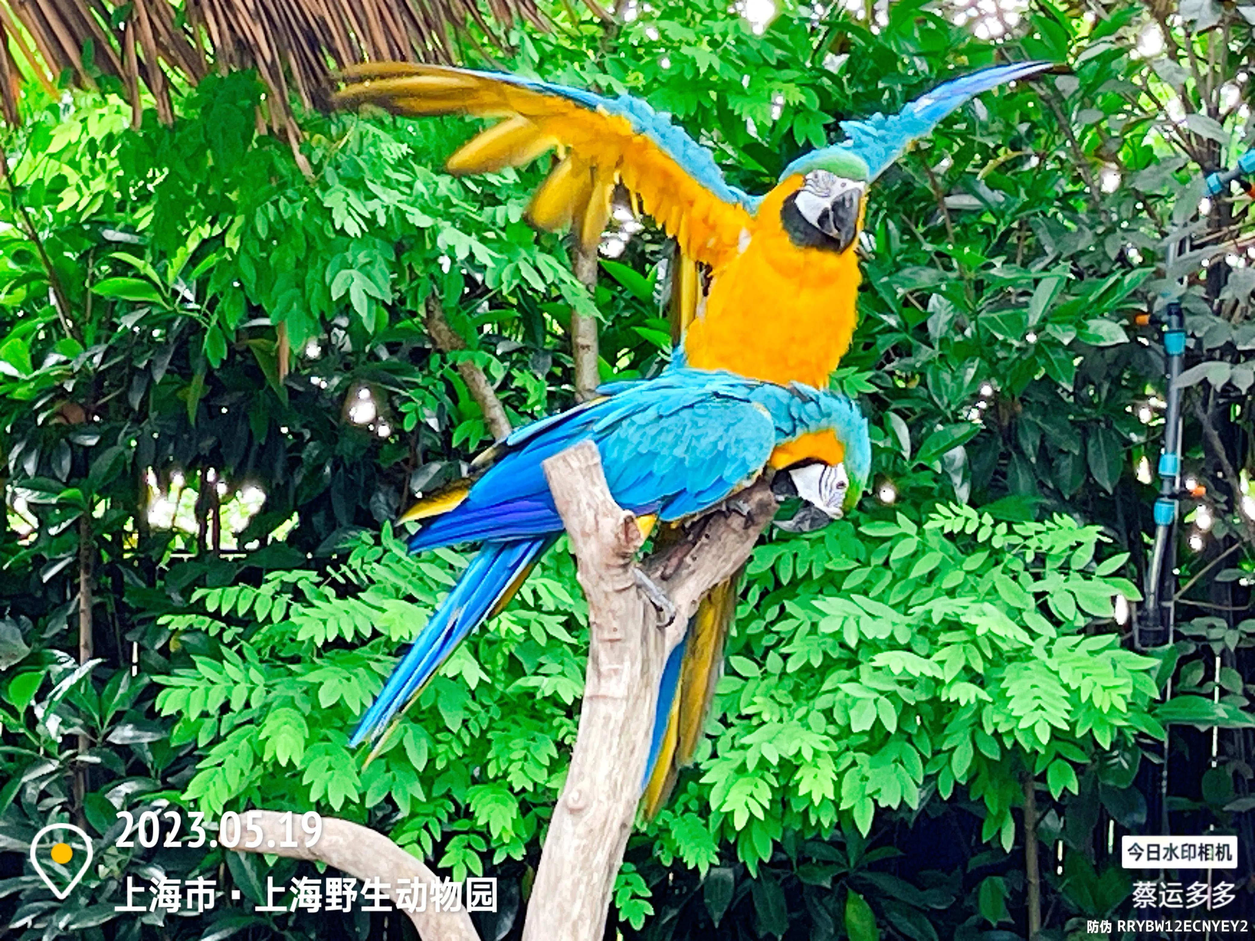 我喜爱的动物是小猫,什么动物招人喜爱