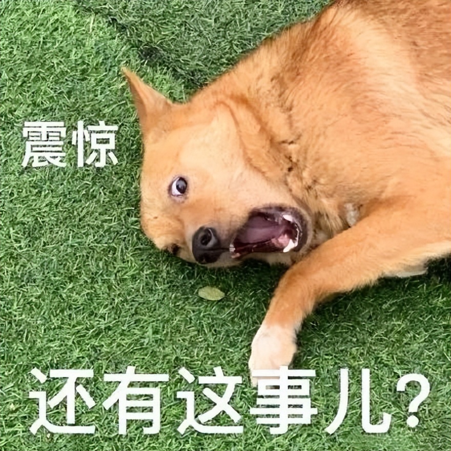 什么狗聪明听话又好养有安全感,狗有哪些特征就是一条好狗