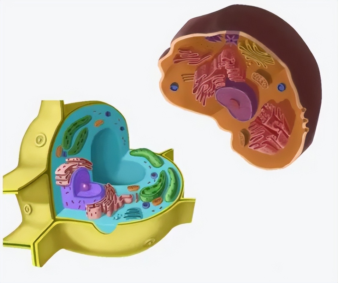 胸腔镜下胸膜冷冻活检，在胸腔积液诊断中，有价值和安全性么