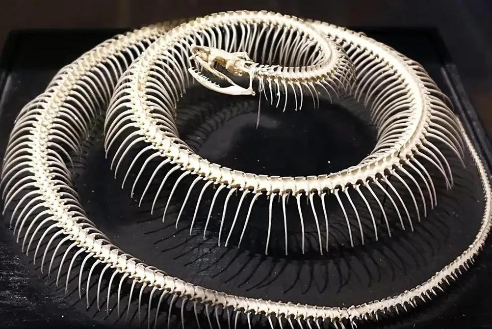 巨蟒咬不咬得过大蟒蛇,巨蟒是如何吞食活物