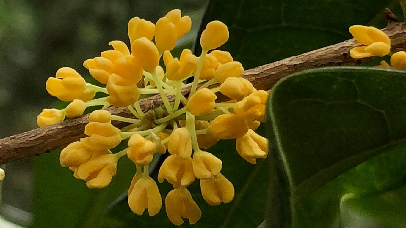 又是一年秋意浓赏桂正当时,金秋赏桂中秋到来之际