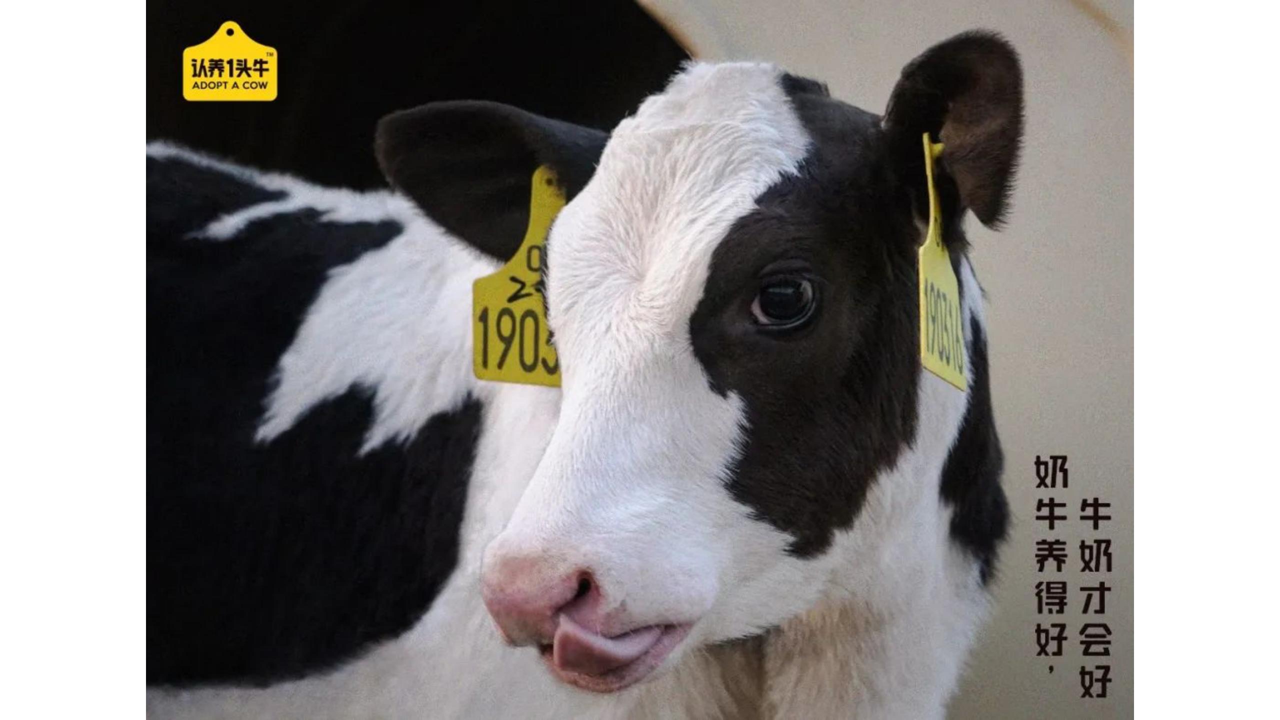 认养一头牛品牌未来发展破局,认养一头牛品牌分析