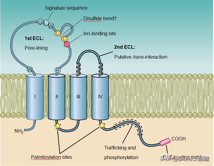 #GI23丨安斯泰来CLDN18.2III期成功，数据解读