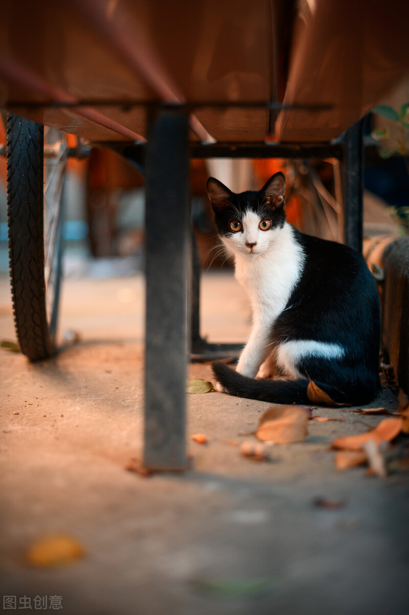 中华田园猫黑猫和孟买猫怎么区分,中华田园猫12个品种图哪个最好养