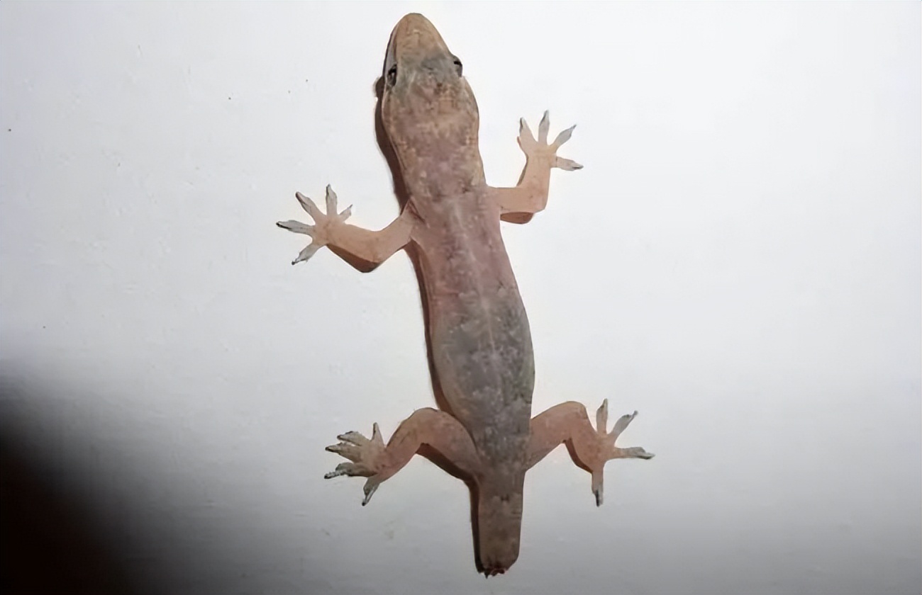 壁虎是益虫吗对人有伤害吗,壁虎毒性不大为什么列为五毒