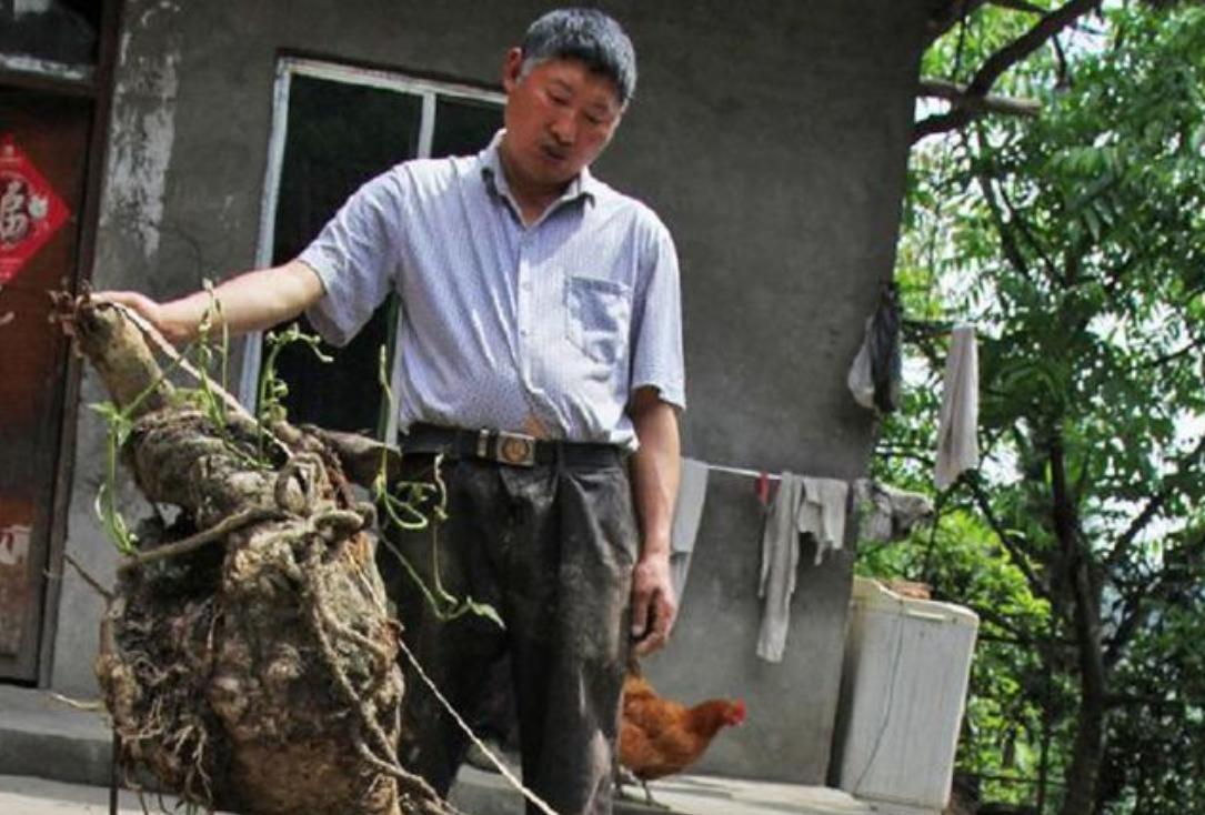 四川老汉挖出250斤人形树根,四川男子挖到人形树根
