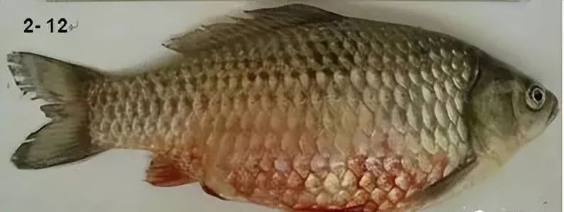 鱼类败血症病原,鱼类细菌性败血症