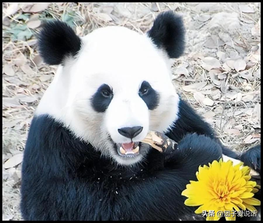 在汶川大地震救助的熊猫,经历汶川地震的熊猫