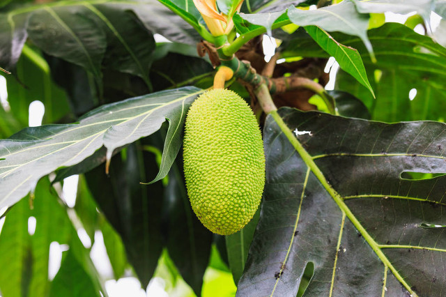 菠萝蜜你们感觉怎么样,菠萝蜜不觉得很恶心吗