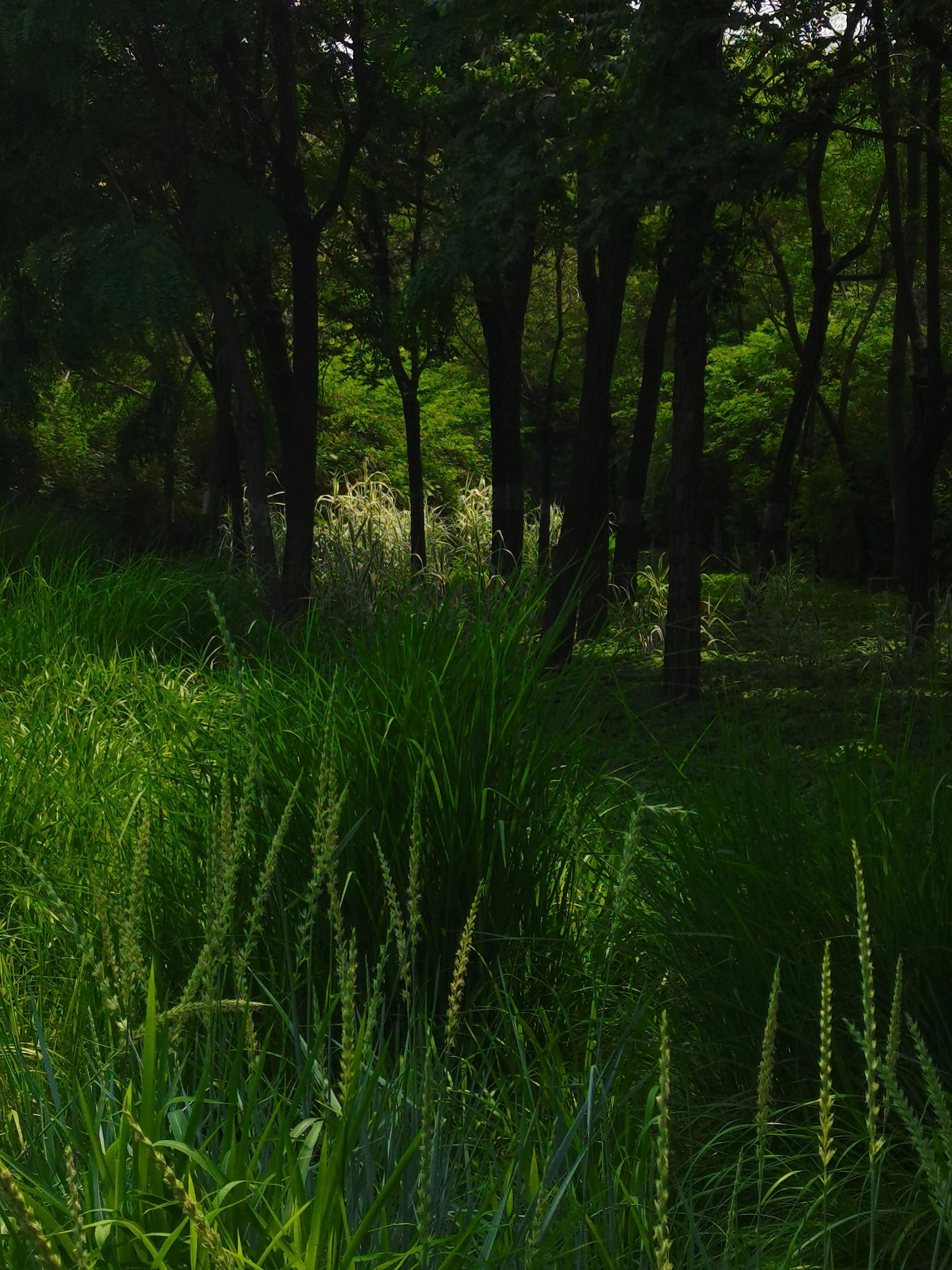 生活日记家的味道,生活札记300字