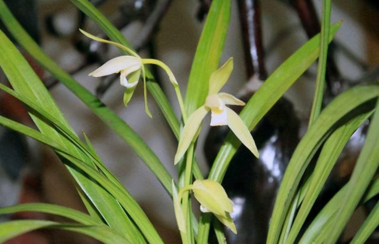 大凤素兰花可以存活几年,大凤素和青山玉泉哪个兰花好