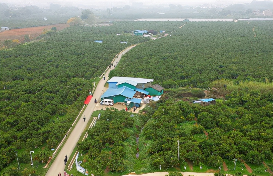乡村振兴武鸣沃柑,第一书记带动了武鸣沃柑