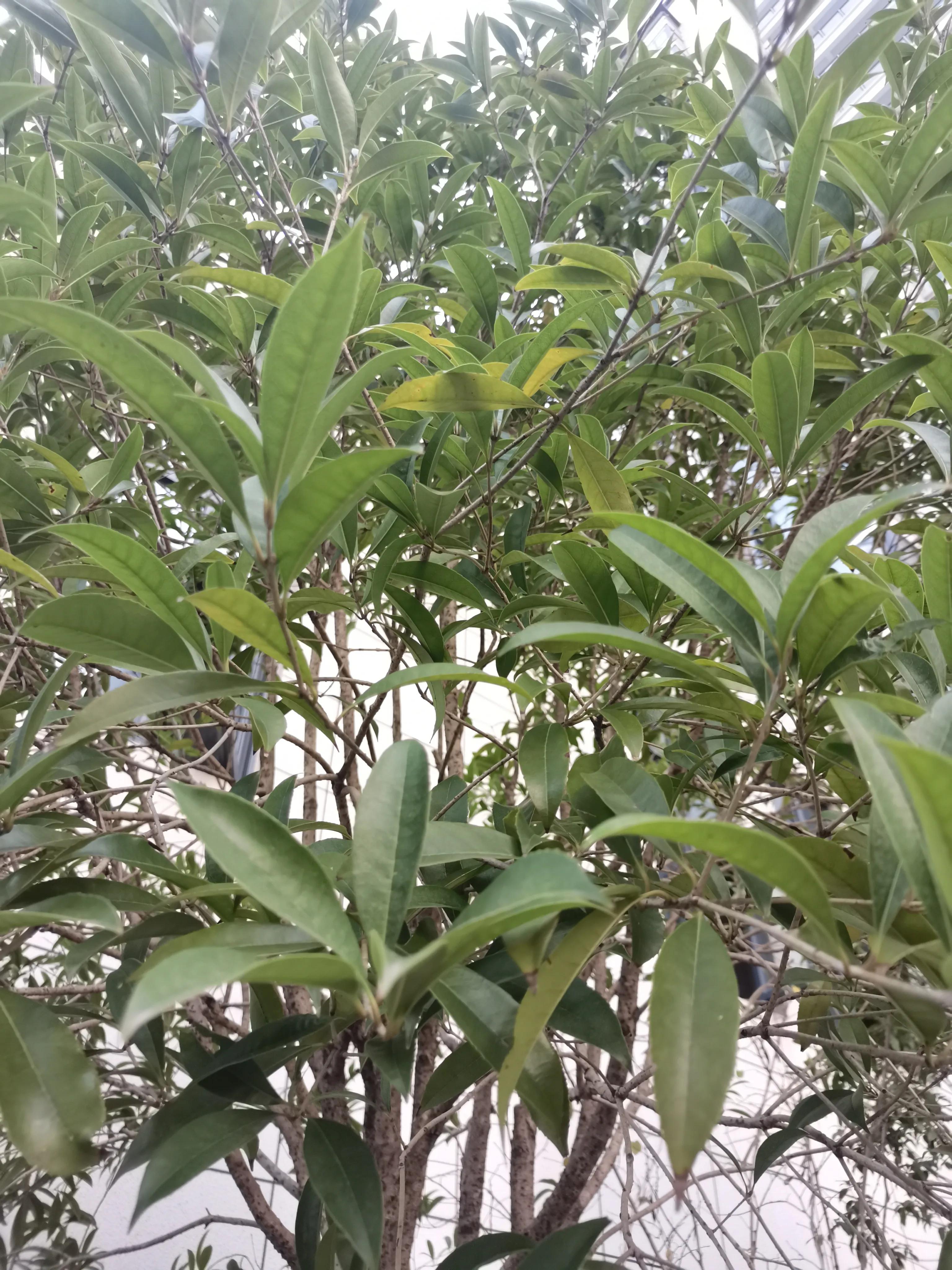 常见小区绿化100种植物图片,常见的小区绿化植物