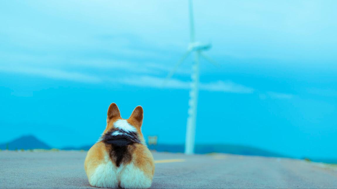 最暖心的狗狗排行榜,最暖的大型狗狗是哪种