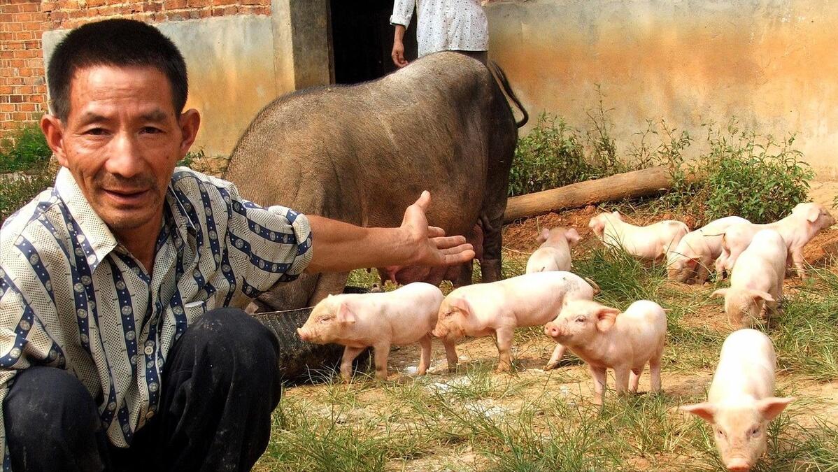 猪业面临改革养猪人应做哪些准备,农业部发布全国最新养猪政策