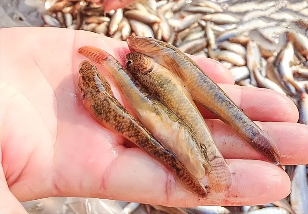 农村4种小杂鱼,农村十种小杂鱼