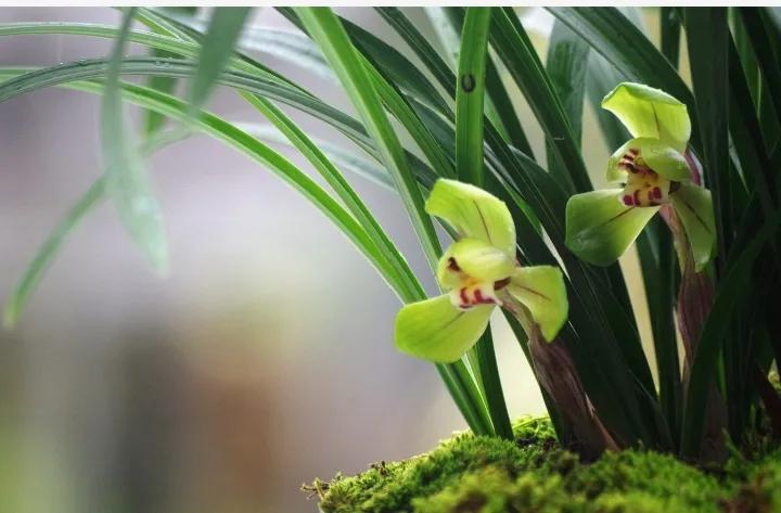 绿兰是什么品种的兰花,大将军兰花是什么品种