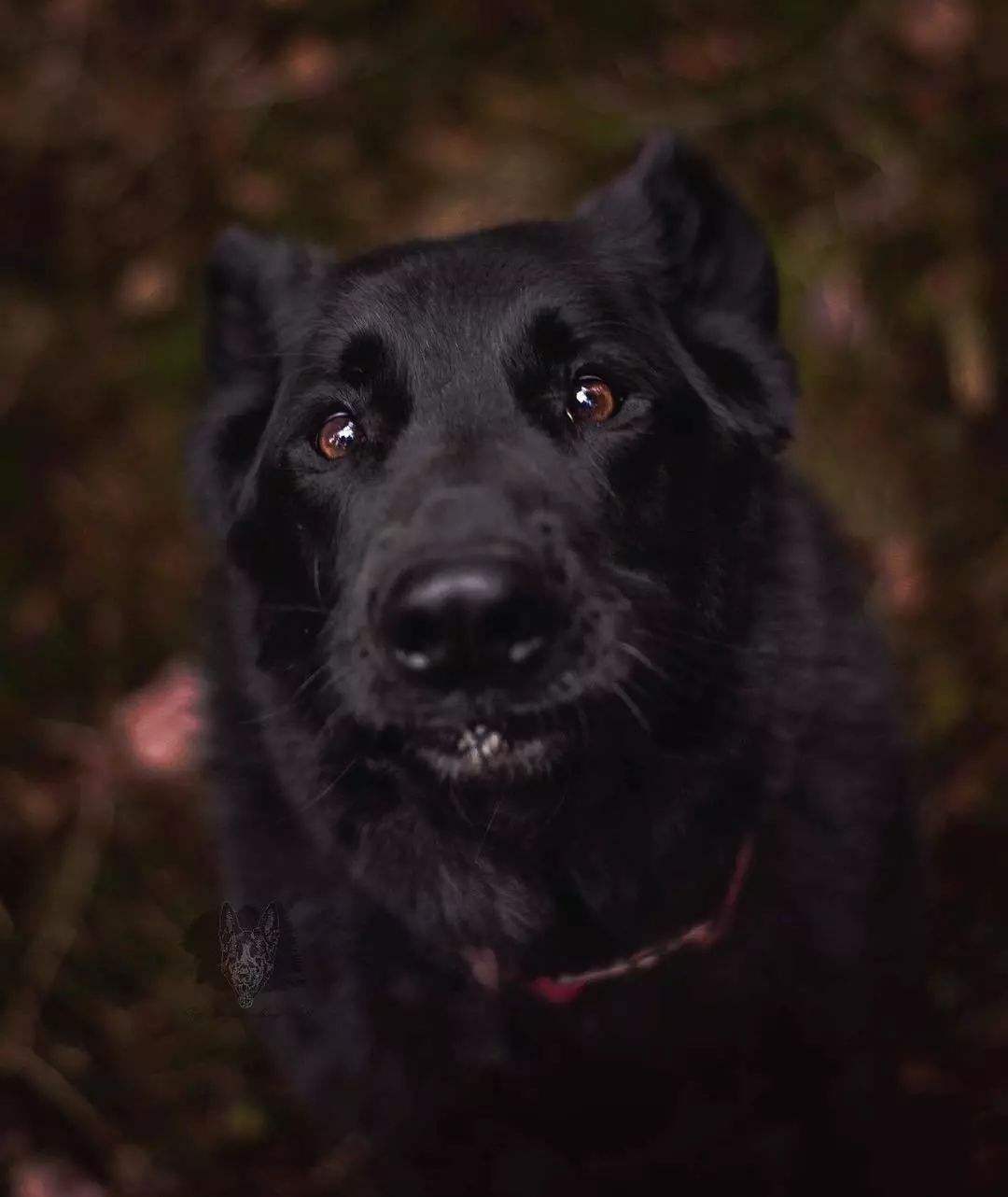 黑色拉布拉多和金毛哪个好养,黑色拉布拉多适合和什么颜色配