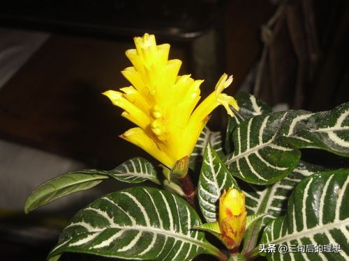 斑马绿植适合客厅的图,斑马花绿植