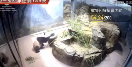 6.3日小奇迹崽崽:快给本崽崽多多上供能吃的竹子和竹笋