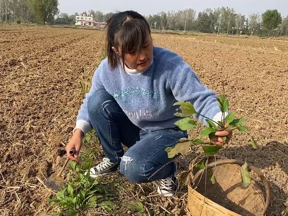 车前草的特产,车前草哪里有