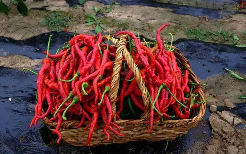 甘肃“辣椒王”刘彦斌,年产值亿万元,带动5000多户农户一同致富